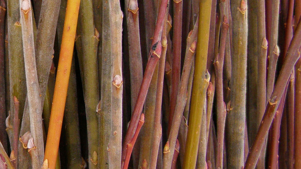 Wild Basketry Day