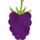 zarzamora.png