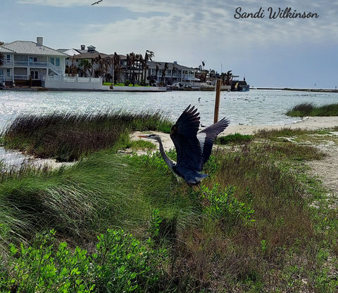 Wildlife on the Rockport beach