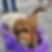 Dog with Sand on his nose