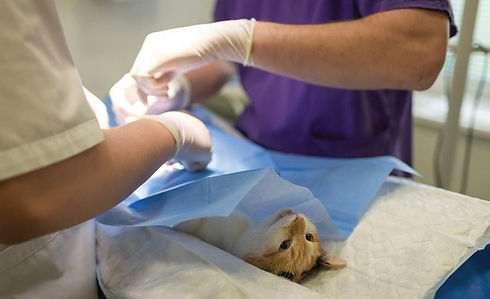 Veterinary-Surgery.jpg