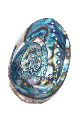 Albourne Shell Large Abalone Shell for Smudging | holisticheights