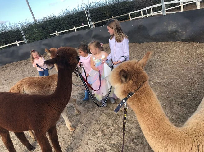 Children at a alpaca party