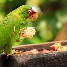 parrot on a branch eating food.