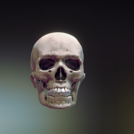 Human Skull