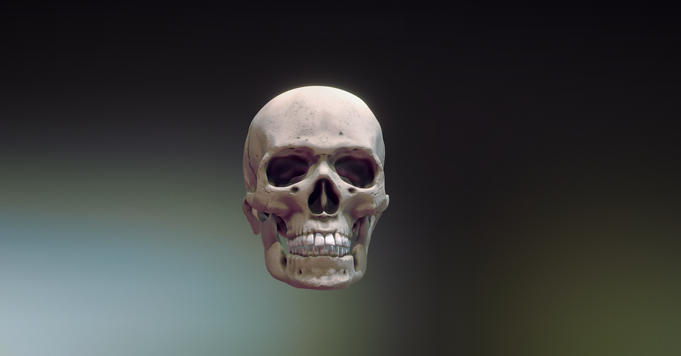 Human Skull