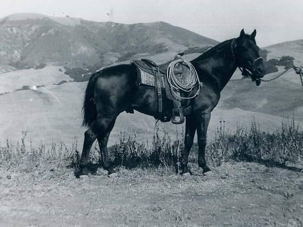 Driftwood AQHA Stallion