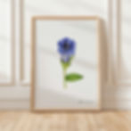 Beautiful blue gentian flower illustration with green leaves, hand-drawn, perfect for nature lovers and art enthusiasts