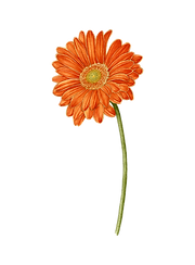 Gerbera Transparent.png