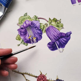 Botanical Illustration Floral Watercolour Painting of Cup Saucer Vine flowers