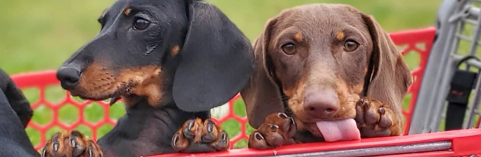 Blueprint K9 Dachshund Puppies Missouri