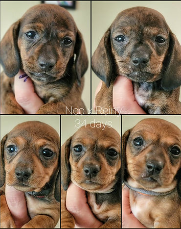 Neo Reiny girls 34 days