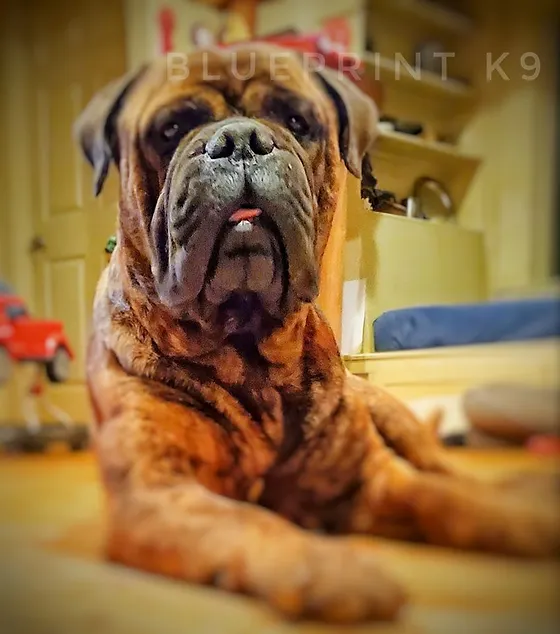 bullmastiff therapy dog