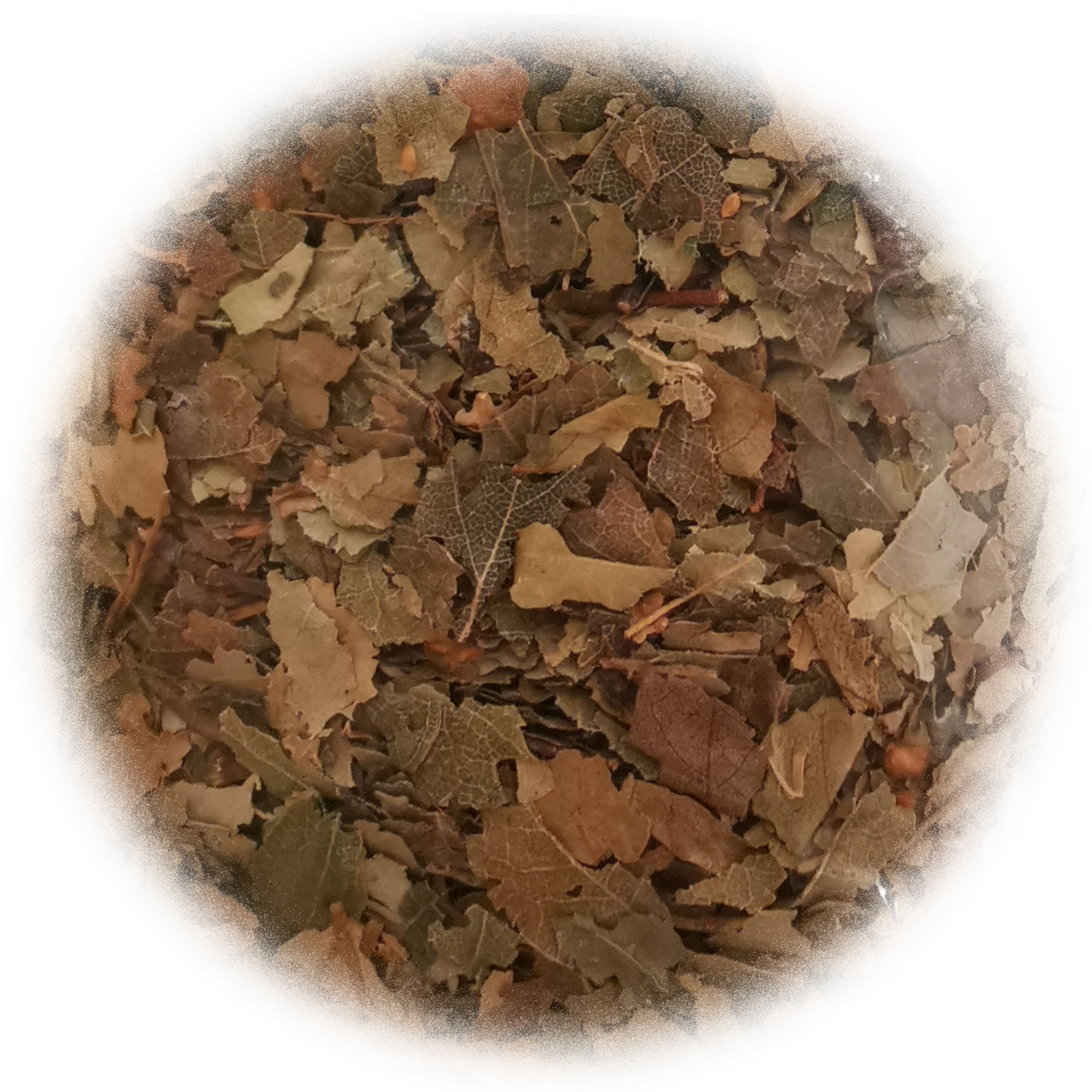 Abedul Hoja