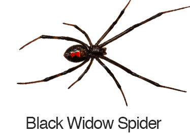 Thumbnail: Exterminate Now