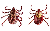 Dog Tick male and female