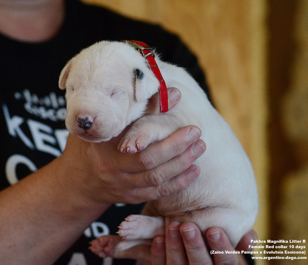 Pakhra Magnifika litter R female 10 days