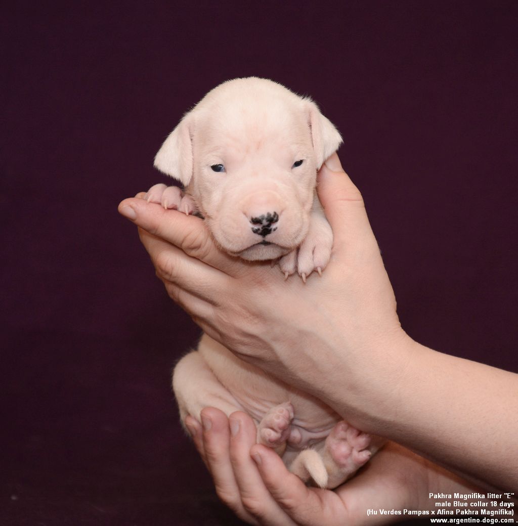 Pakhra Magnifika Litter E male Blue