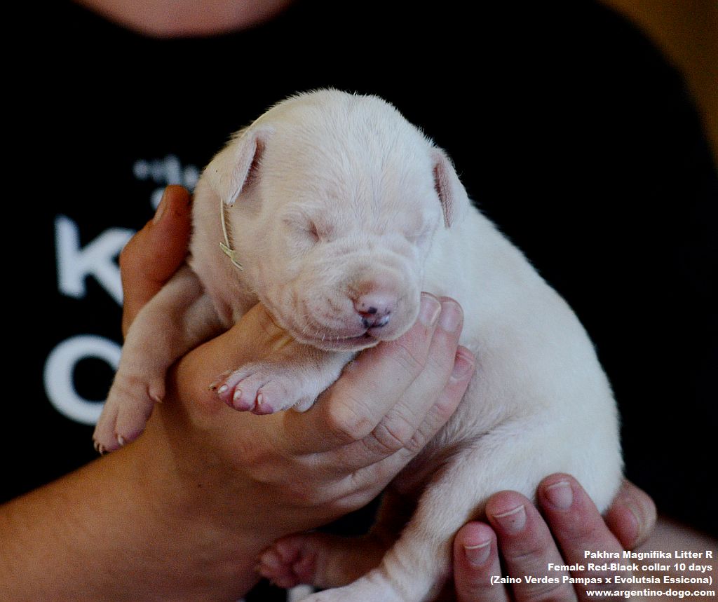 Pakhra Magnifika litter R female 10 days