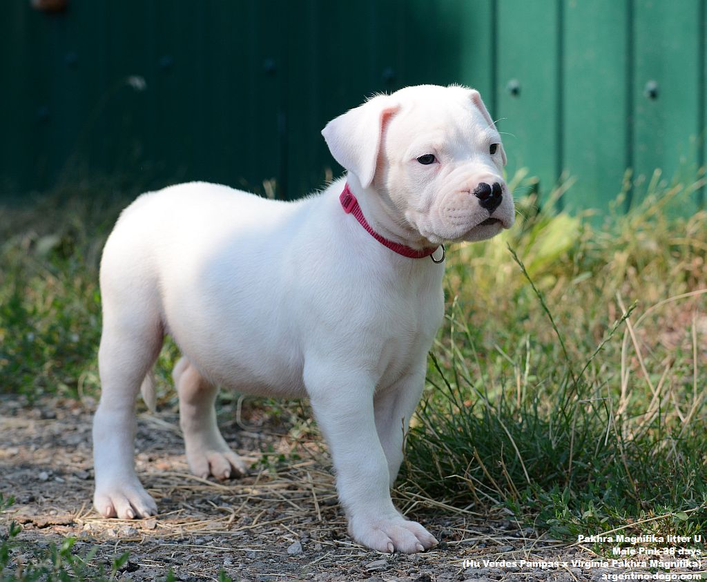 Pakhra Magnifika litter U male 28 days