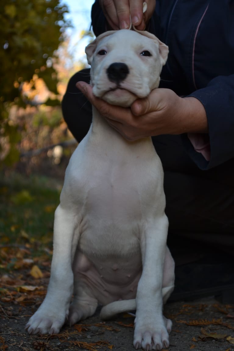 Pakhra Magnifika G2 Female Yellow