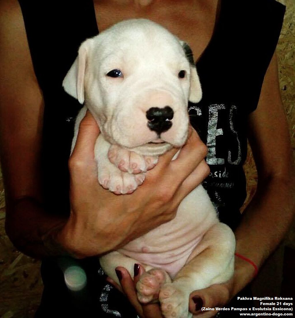 Pakhra Magnifika litter R female 21 days