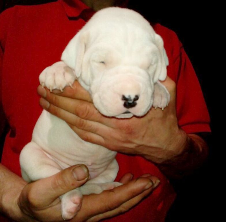 Male F litter Pakhra Magnifika
