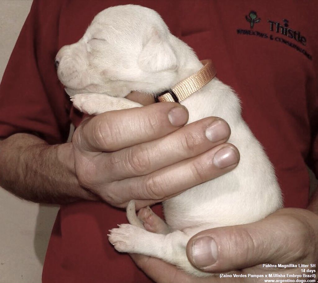 Pakhra Magnifika Litter SH female Beige collar