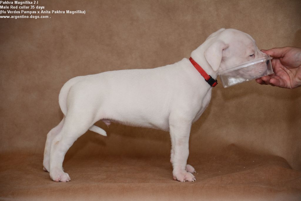 Pakhra Magnifika 2-I male Red