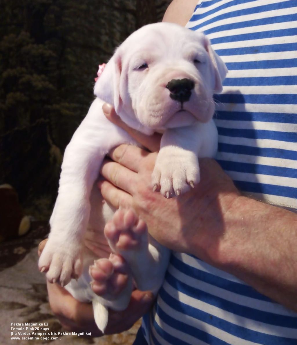 Pakhra Magnifika 2-E Female Pink