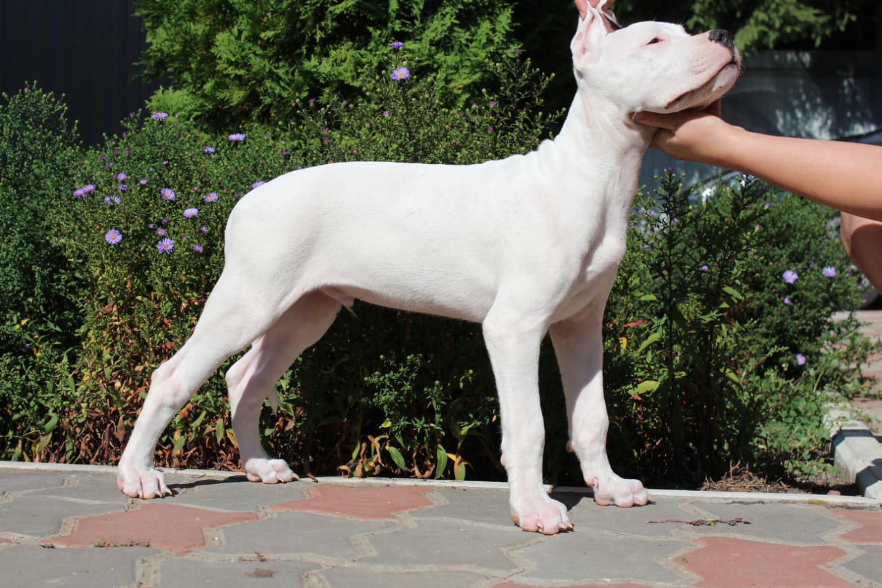 Pakhra Magnifika 2-L male Red