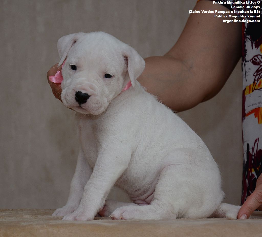 Pakhra Magnifika Litter O female 30 days