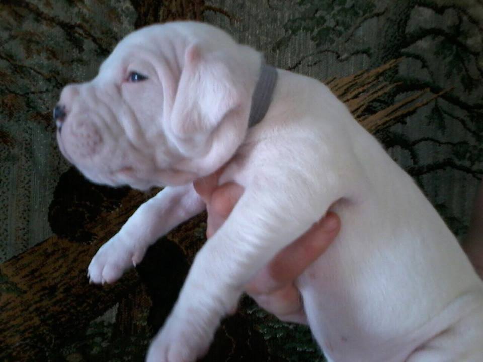 Pakhra Magnifika Litter O male 25 days