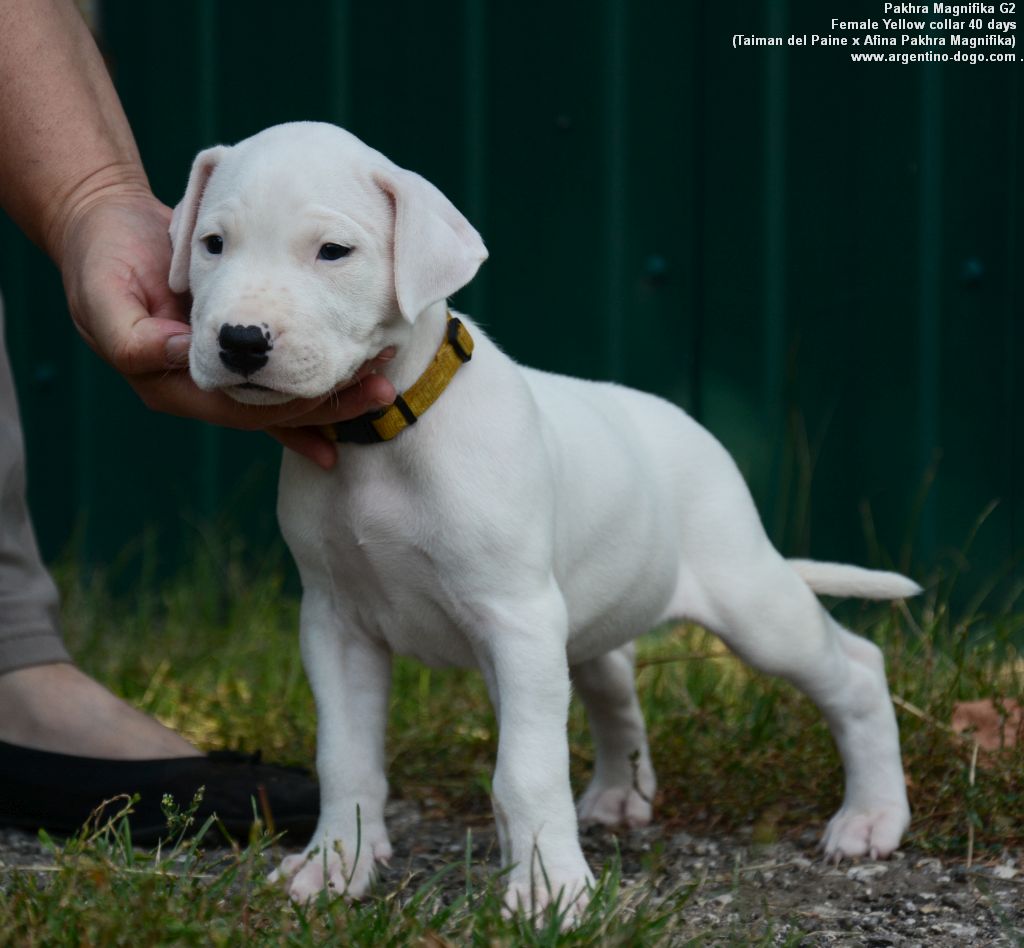 Pakhra Magnifika G2 Female Yellow