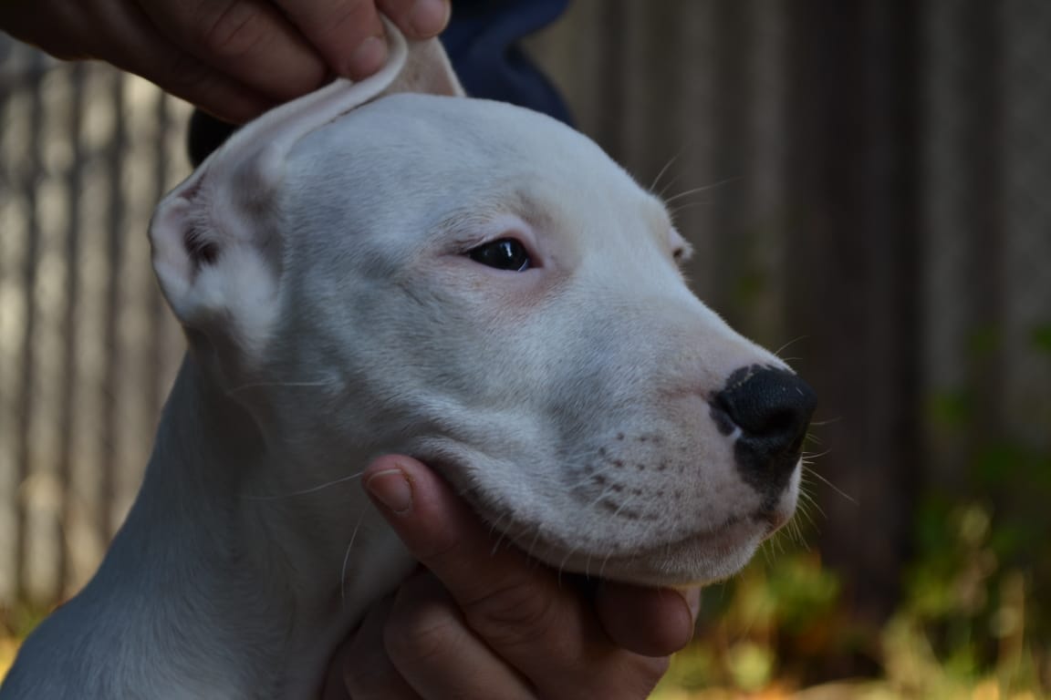 Pakhra Magnifika G2 Female Yellow