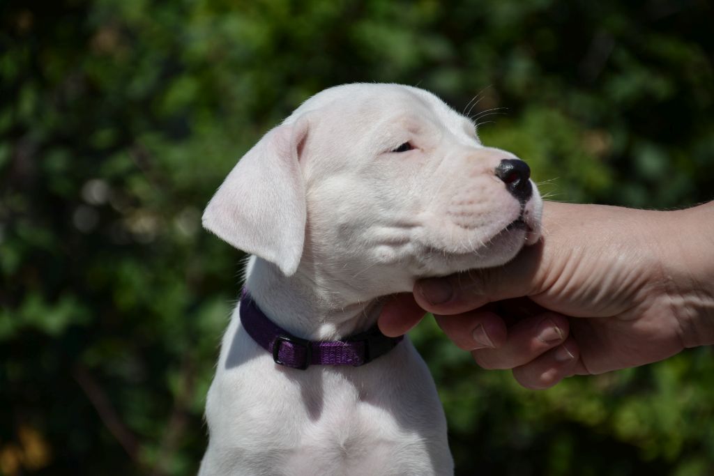 Pakhra Magnifika 2-L male Violet
