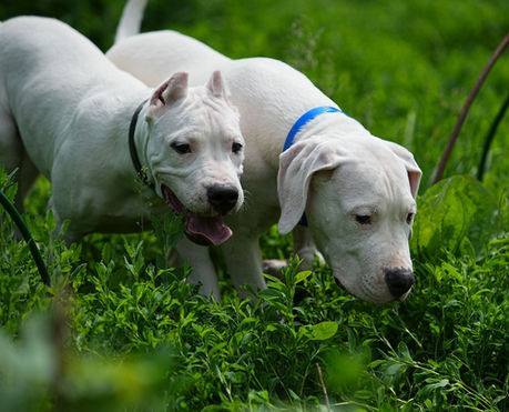 Pakhra Magnifika Esia