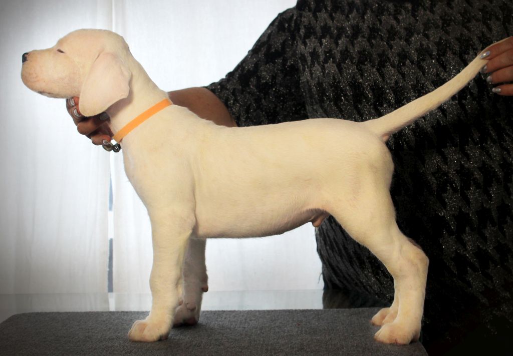Pakhra Magnifika litter 2-P male Orange