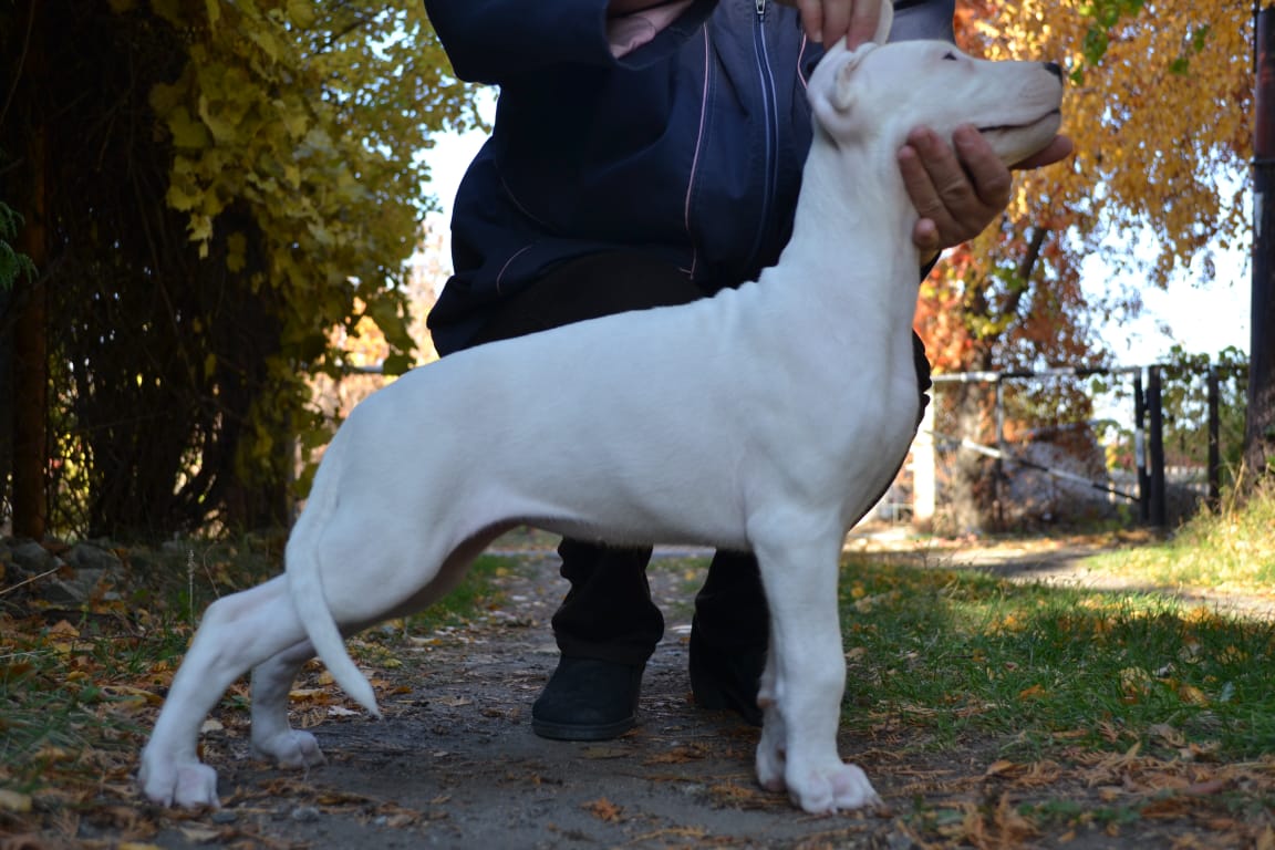 Pakhra Magnifika G2 Female Yellow