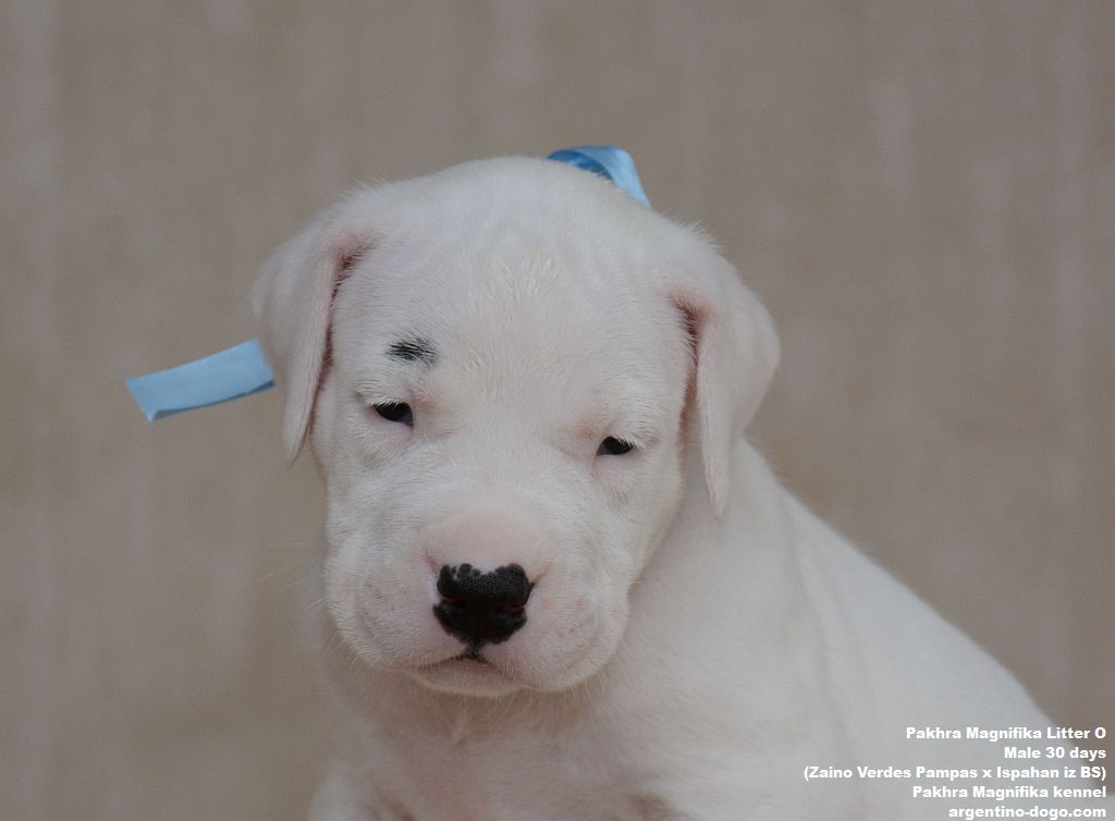 Pakhra Magnifika Litter O male 30 days