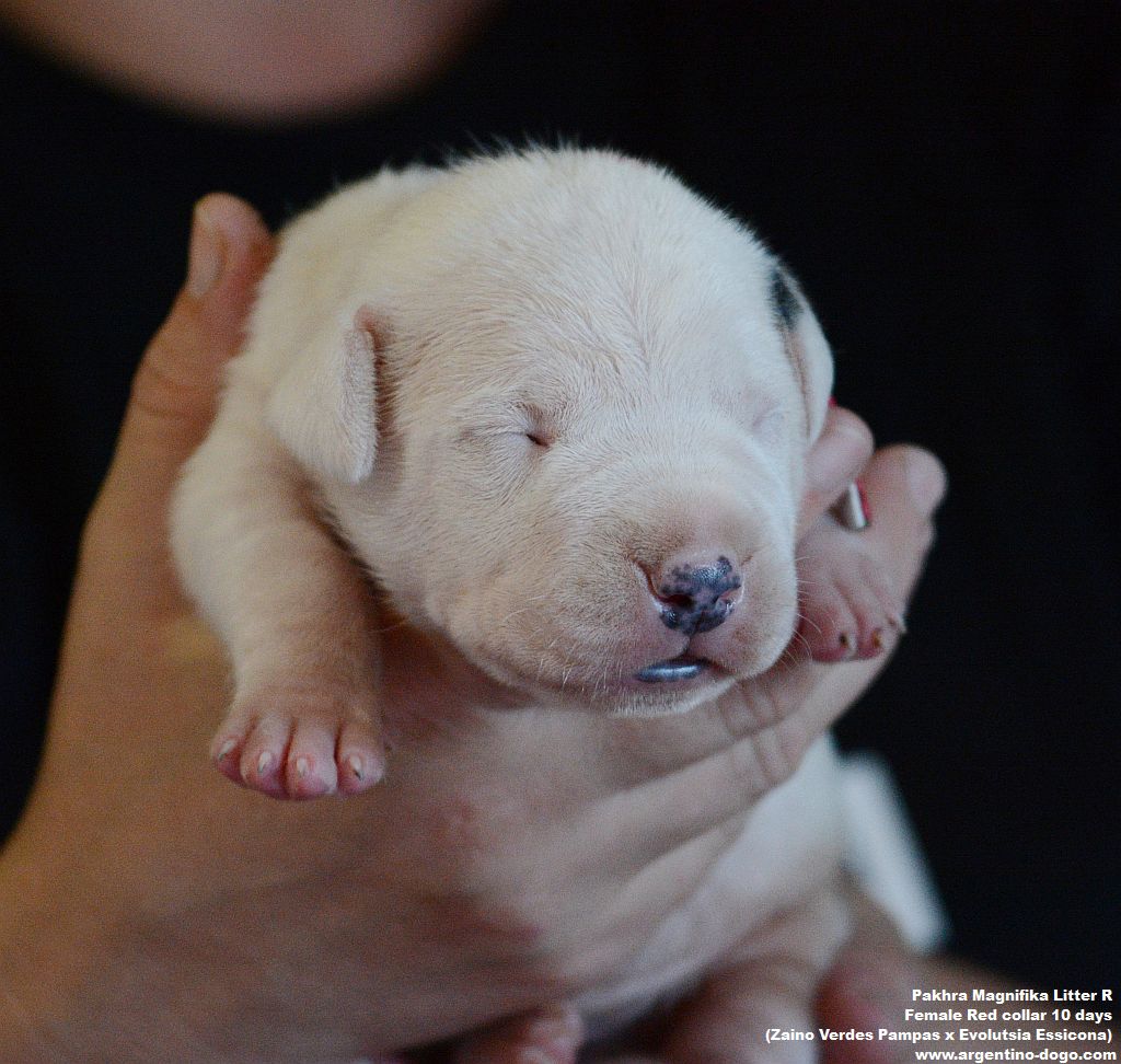 Pakhra Magnifika litter R female 10 days
