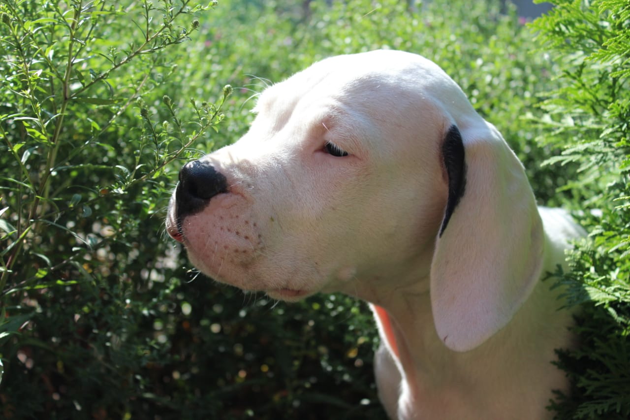 Pakhra Magnifika 2-L male Red