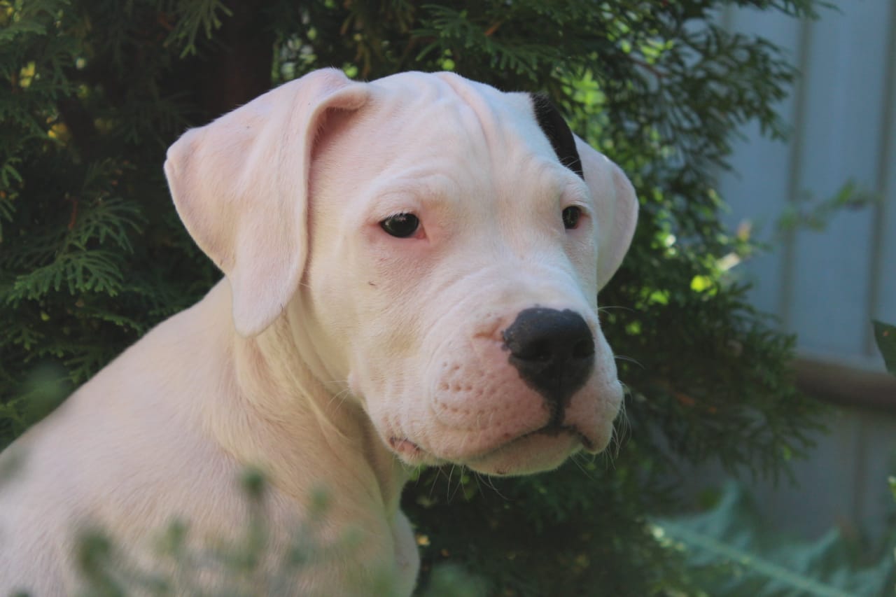 Pakhra Magnifika 2-L male Red
