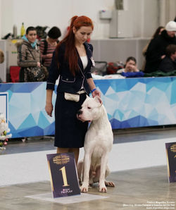 Pakhra Magnifika Korwin