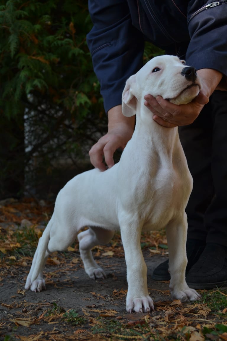 Pakhra Magnifika G2 Female Yellow