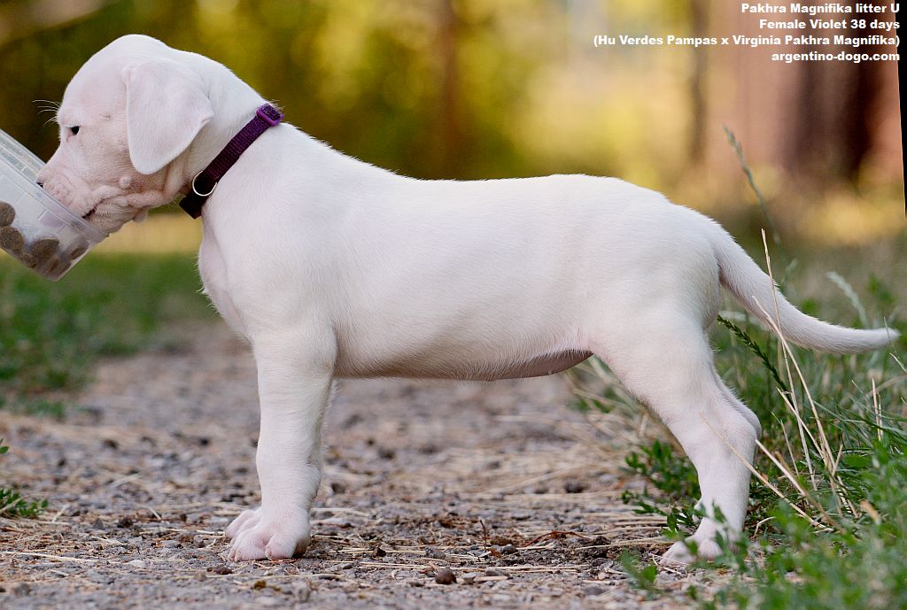Pakhra Magnifika litter U female 38 days