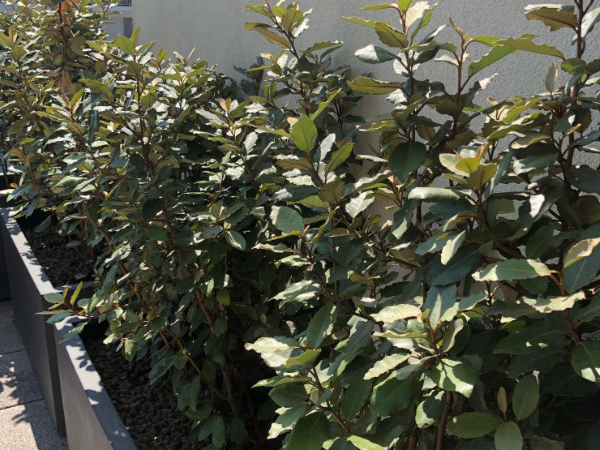 elaeagnus_edited.png
