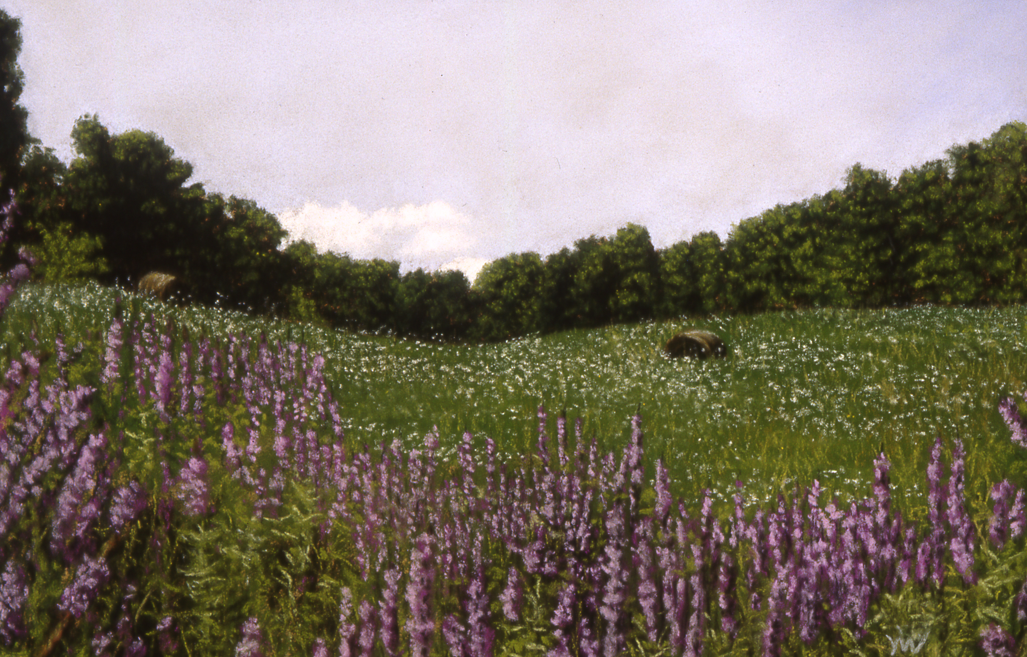 Hawley's Corners Loosestrife