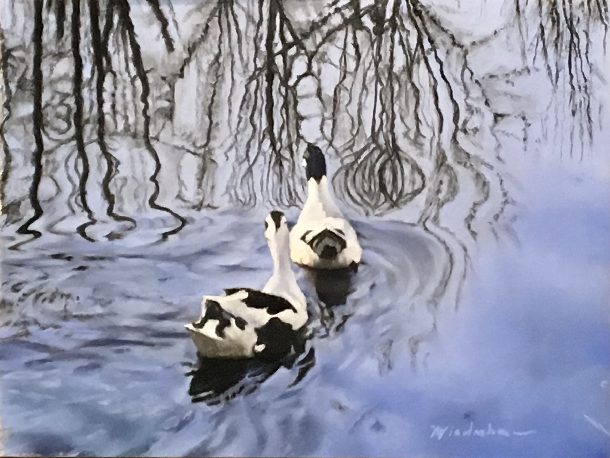 Rock Hill Ancona Ducks