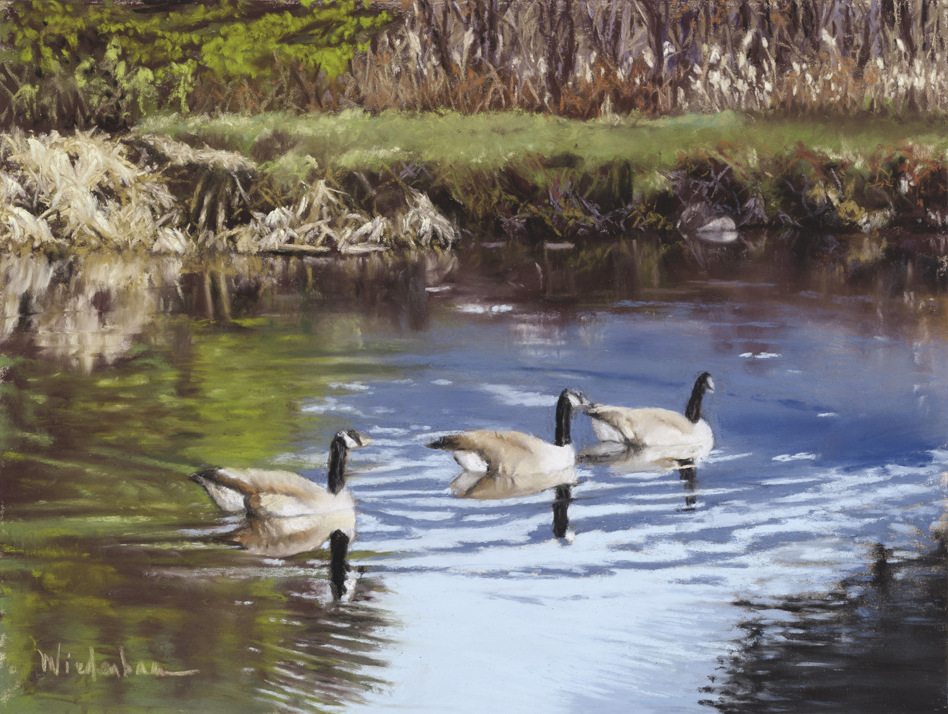 Rock Hill Pond Geese